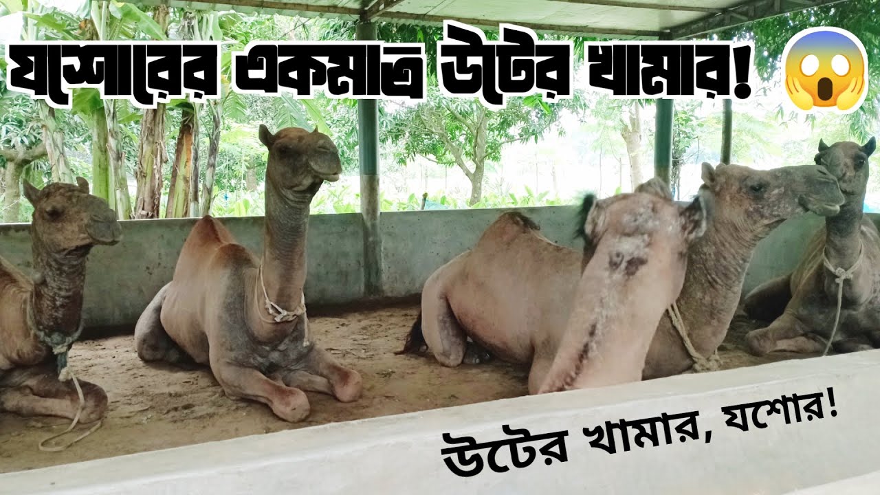 যশোরের একমাত্র উটের খামার! আর এটাই যশোরের সবচেয়ে বড় পশু খামার! Camel Firm in Jashore! Abu Huraira