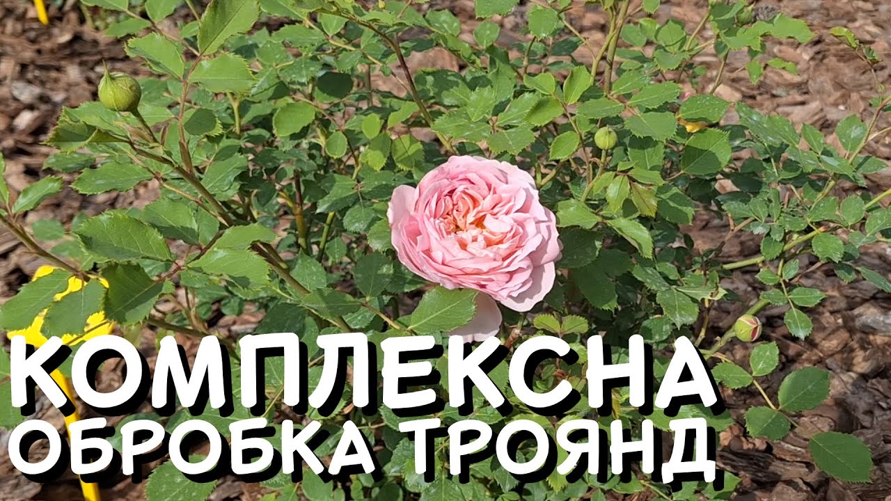 КОМПЛЕКСНА ОБРОБКА ТРОЯНД ВІД ХВОРОБ ТА ШКІДНИКІВ 🌹🌹🌹