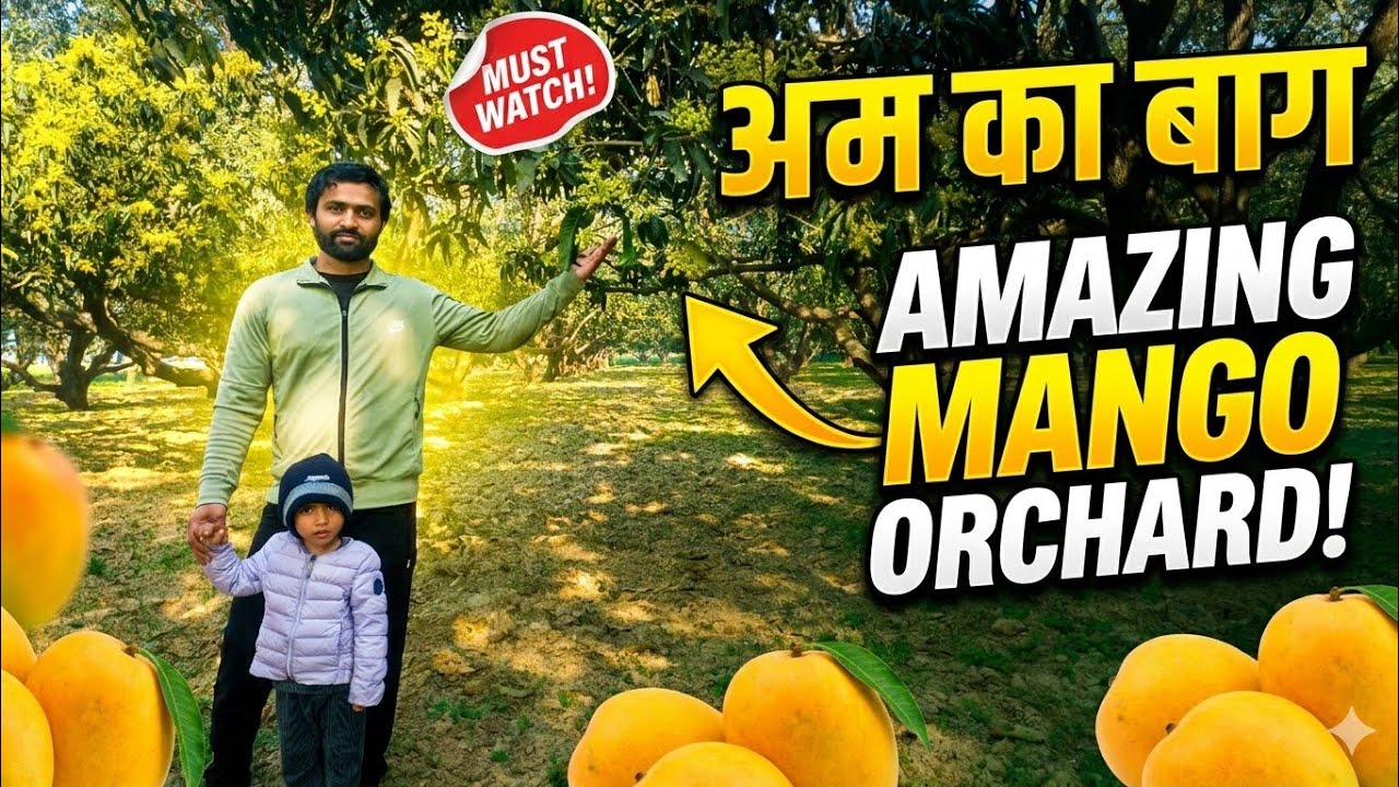 Gaon ka Aam ka Bagh | Desi Mango Garden Vlog 2026 🥭🌳