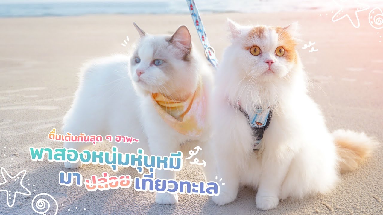 พาสองแมวหุ่นหมีมา(ปล่อย)เที่ยว เจอทะเลครั้งแรกถึงกับทำตัวไม่ถูกกัน