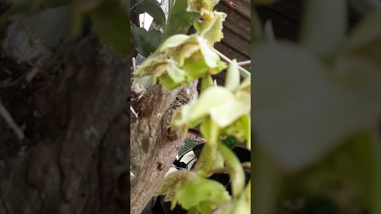 A abelha verde das orqu&iacute;deas