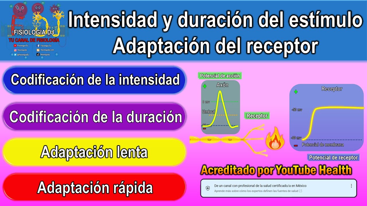 Receptores sensoriales del sistema nervioso | Receptores sensitivos | Adaptación al estímulo