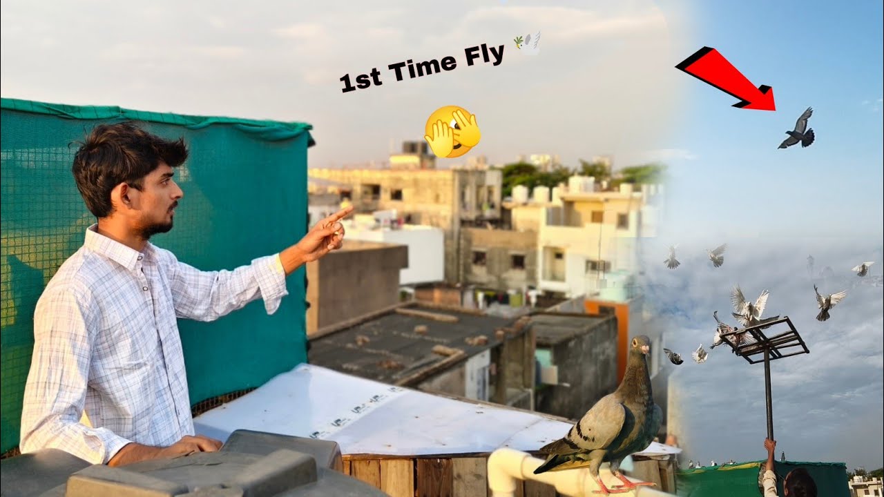 New Racer Kabootar 🕊️Udd Gya 😱