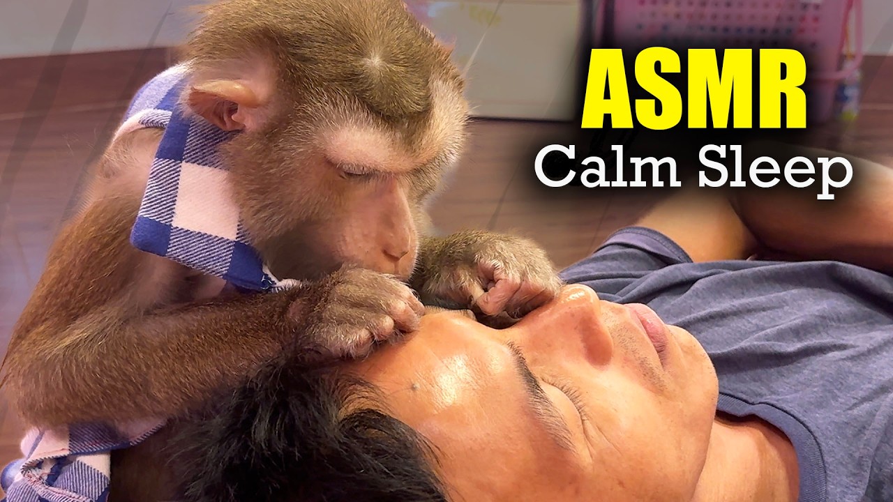 ASMR Judy the Monkey (NO TALKING) | Deep Tingly Pick & Tap for Instant Sleep