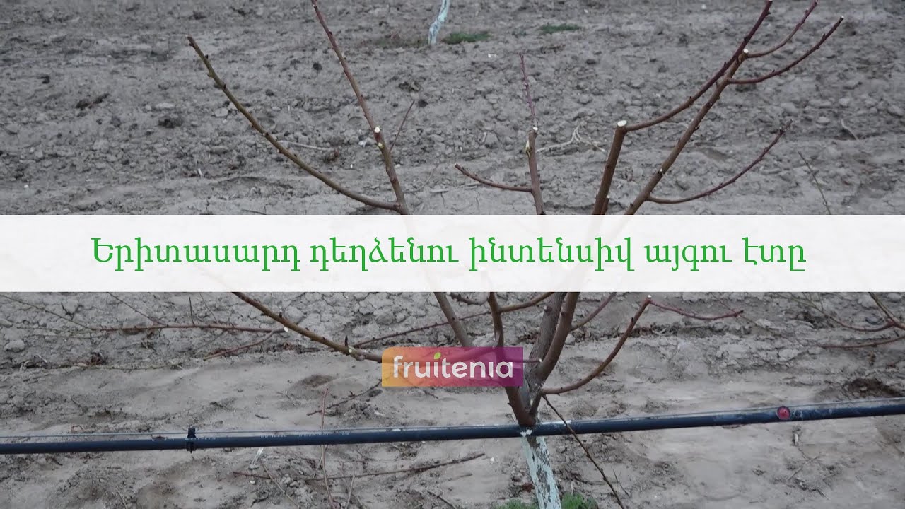 Երիտասարդ դեղձենու ինտենսիվ այգու էտը / Pruning of young peach tree