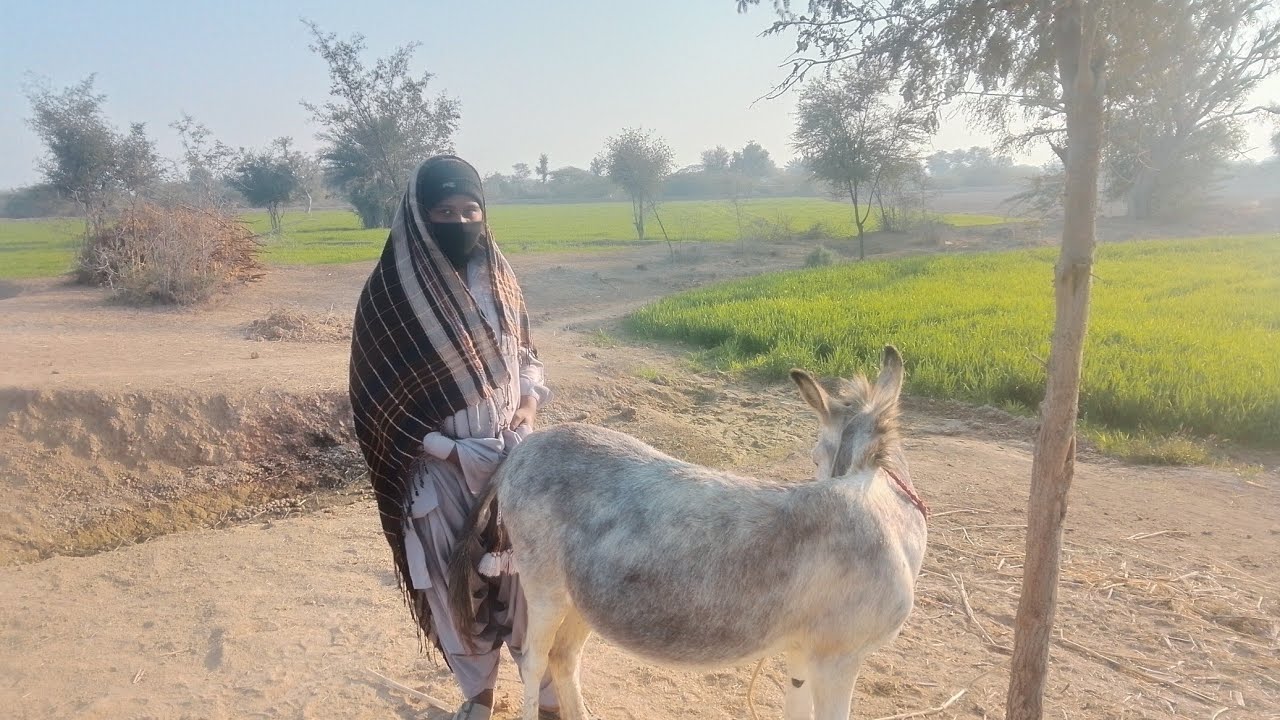 New funny 🤣🤣 donkey #usa #funny #animals #cutedonkeys #comedy #english #cute #love #donkeyfun