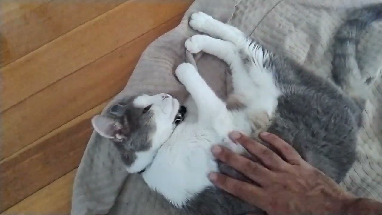 Maggie Cat Pats