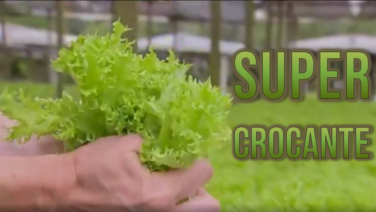 Alface que suportam a chuva e o calor do Verão