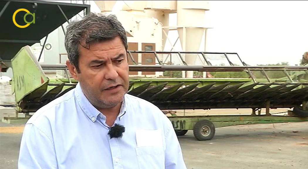 La campaña de girasol en la campiña sevillana 2015