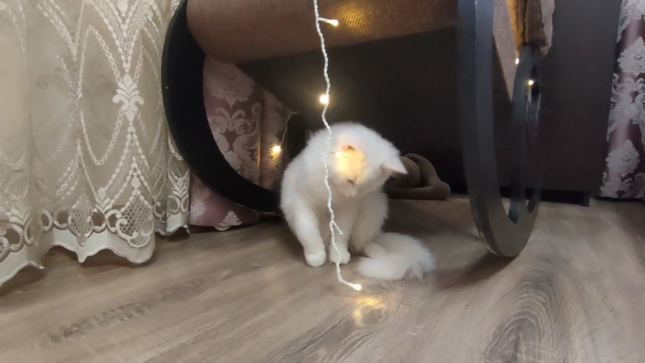 Милый кот Вито обожает играть.