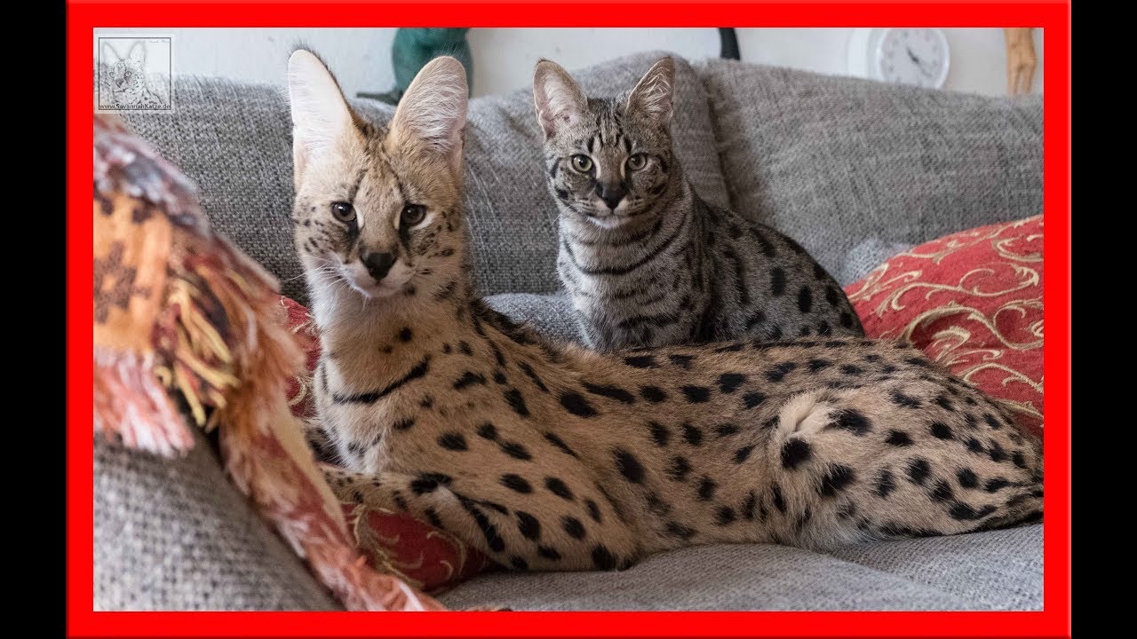 Serval cuddles with his girlfriends (two F1 Savannah cats)