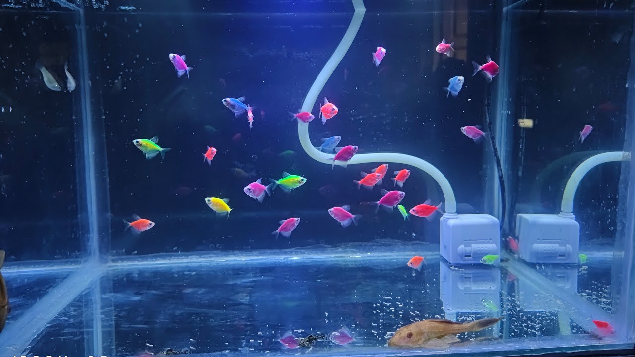 Fish aquarium 🐠🐟 is live!