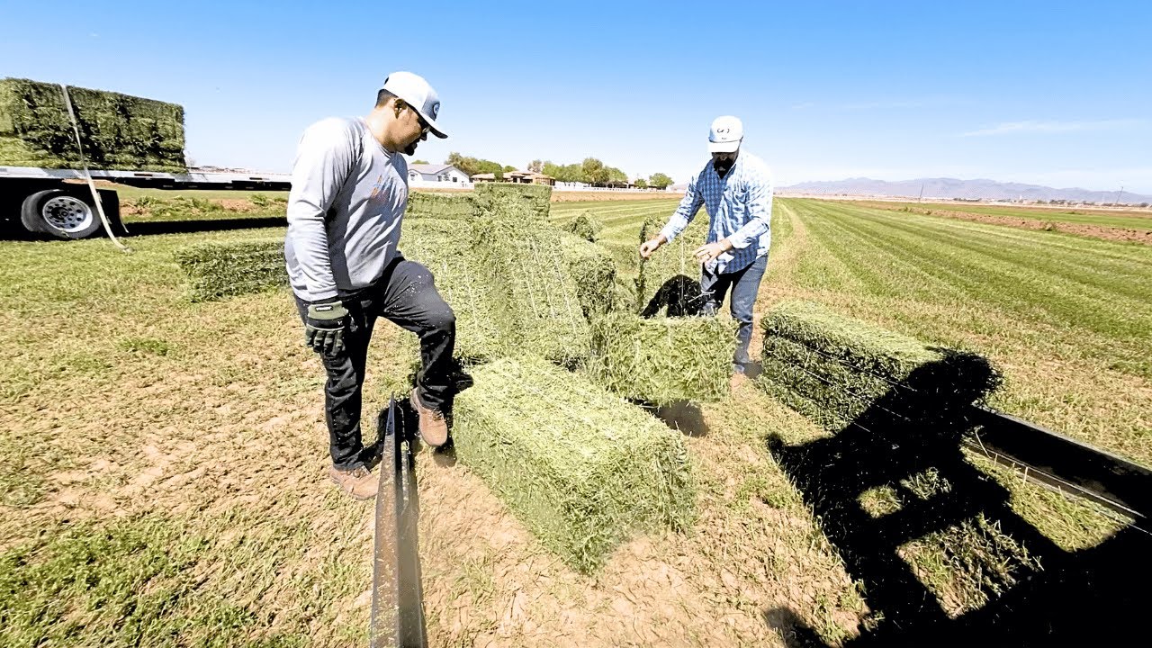 The Downside to Green Hay