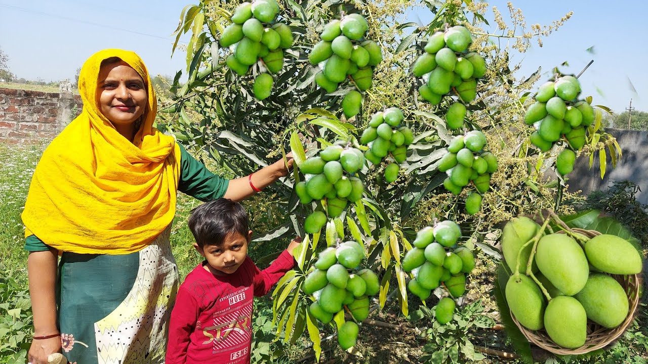 😱इतने सारे आम के टिकोरे हमने अपने पेड़ में कभी नहीं देखे थे 💃Raw mango, traditional Village Life🤠