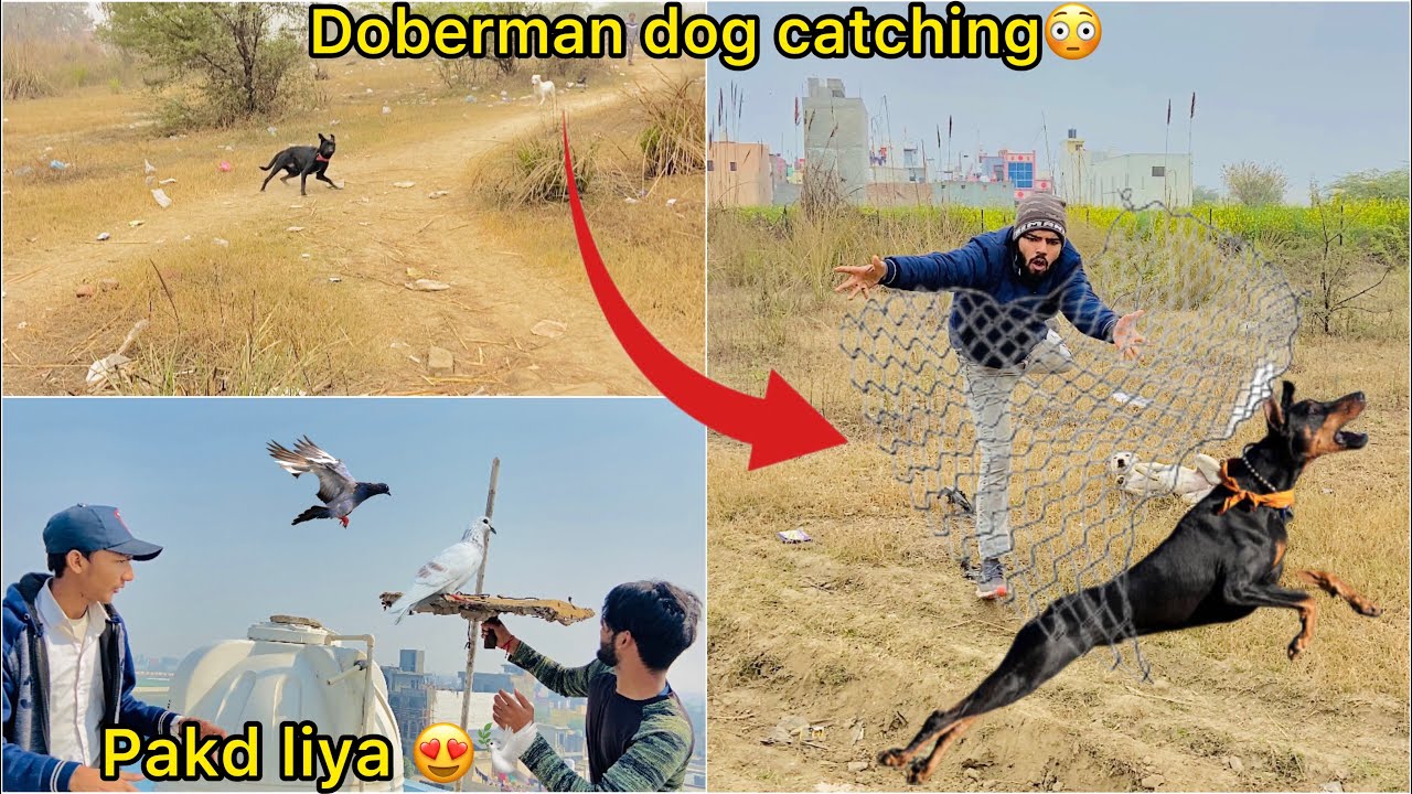 Doberman dog pakdne gaye 😮 ( New pigeon pakd liya 🕊️