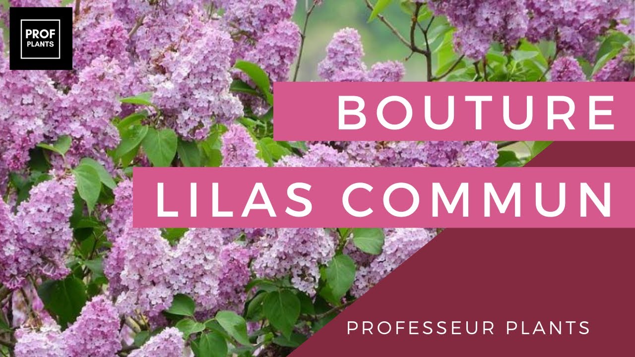 COMMENT BOUTURER LE LILAS