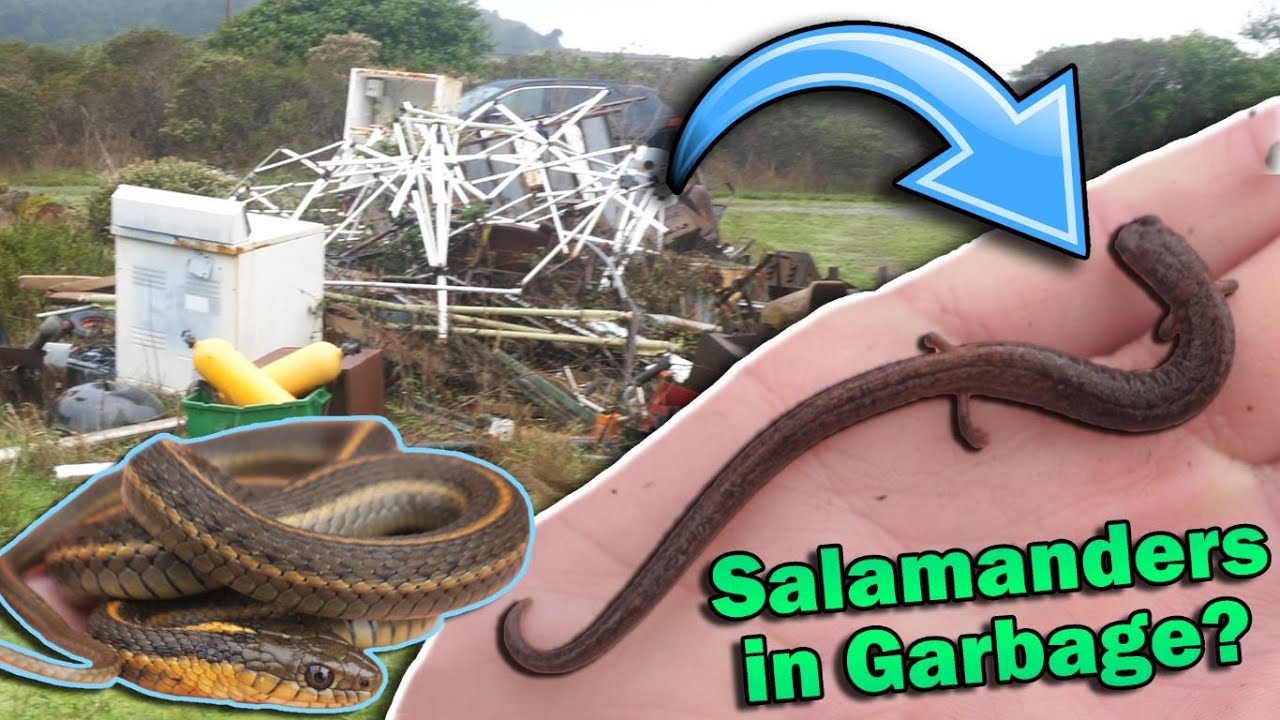 Finding Reptiles in the Trash!