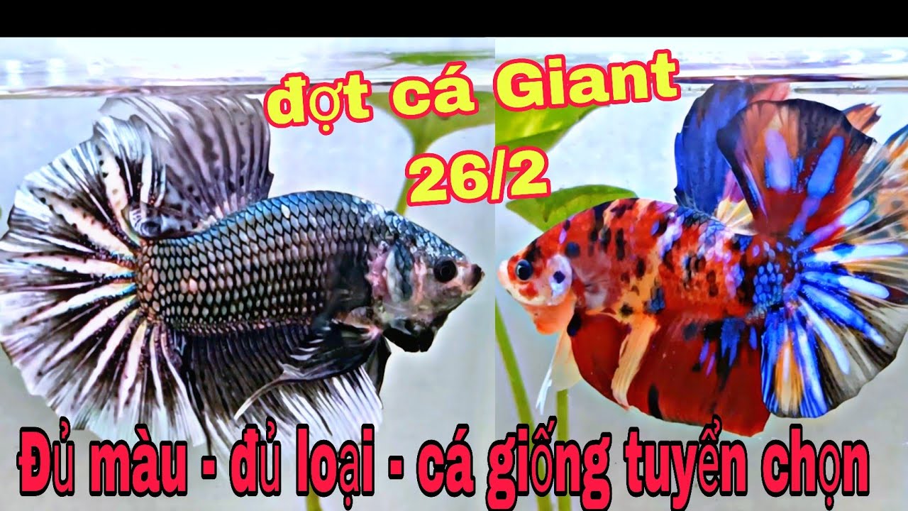 Đợt cá Betta Giant Tuyển chọn🌈26/2/2026 - Chuyên cung cấp cá GIỐNG Betta Khổng Lồ Chất lượng Nhất✈️🌎