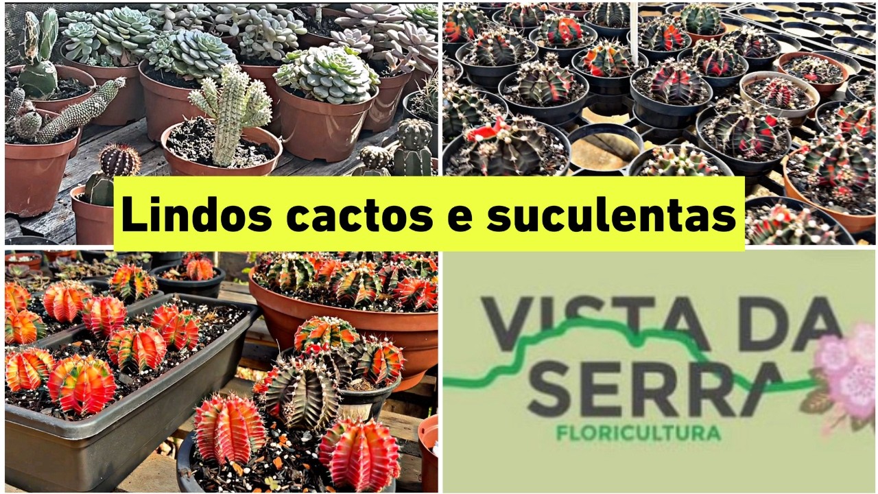 Tour Completo na Floricultura Vista da Serra em Igarapé – Cactos e Suculentas Incríveis!