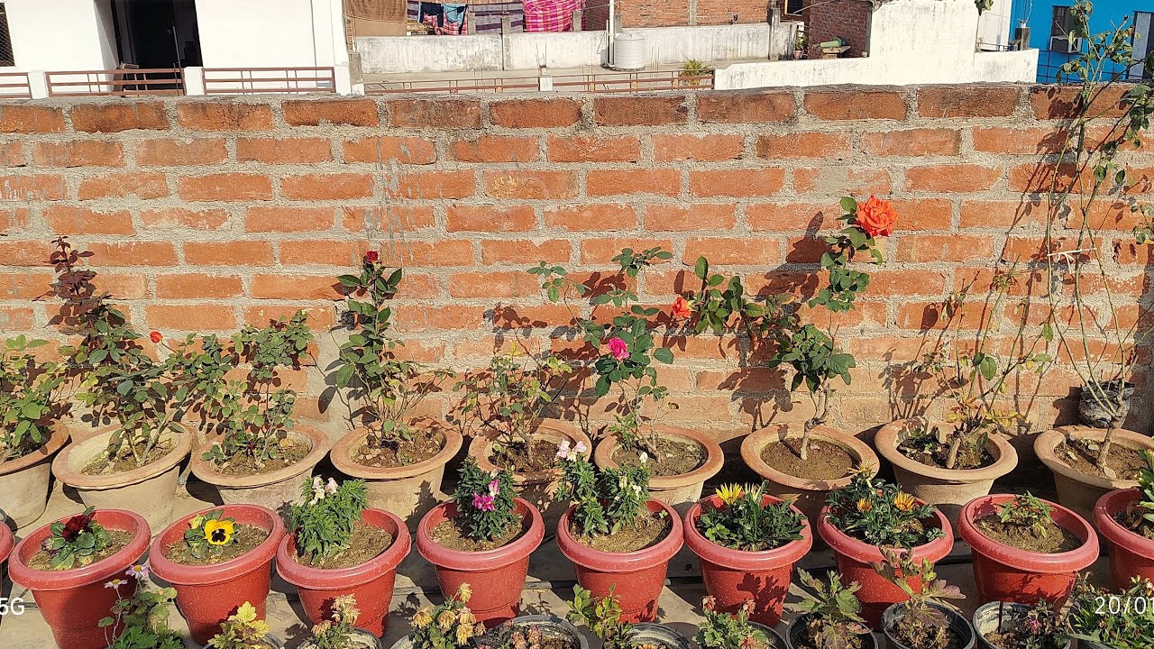 welcome to my live stream ₹kuldeep bonsai I am a  gardening grow 