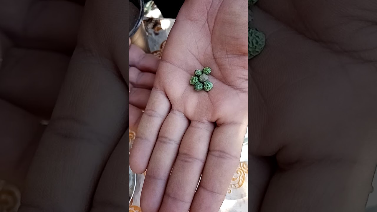 زراعه بذور الحبه الخضراء أو البطم