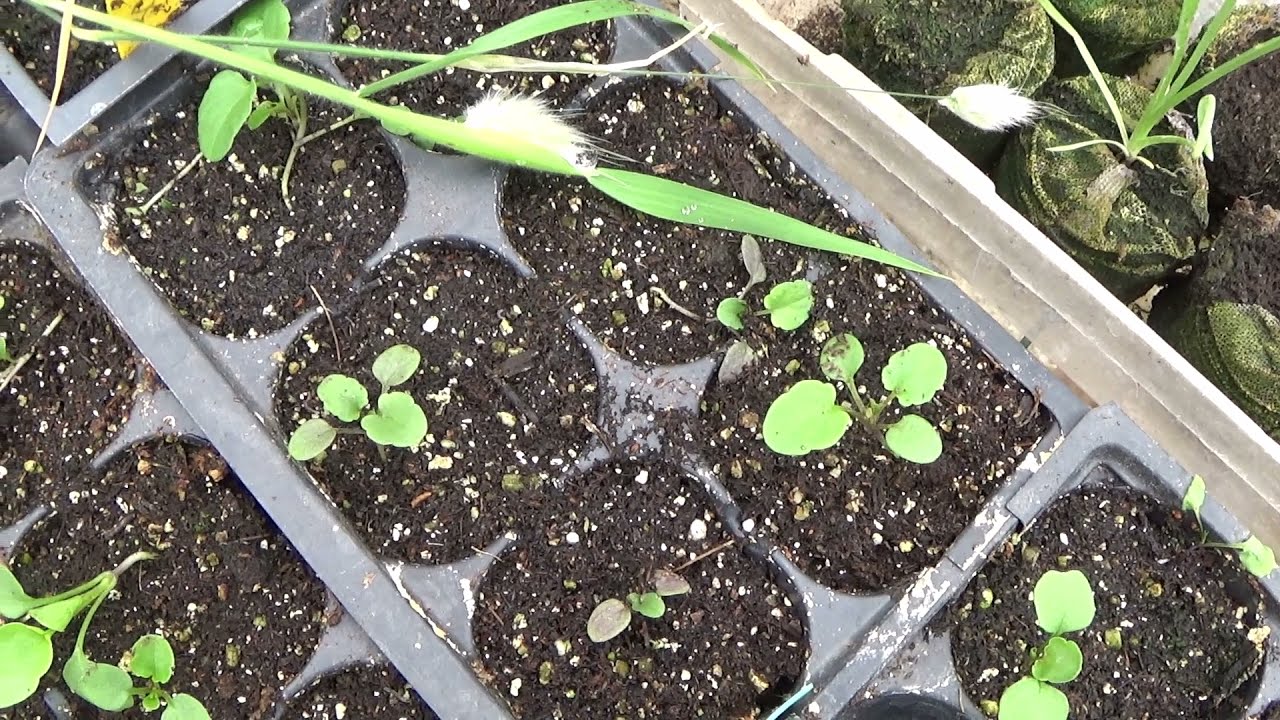 How To Sow Johnny Jump Up Seeds, Johnny Jump Up Seedlings Update