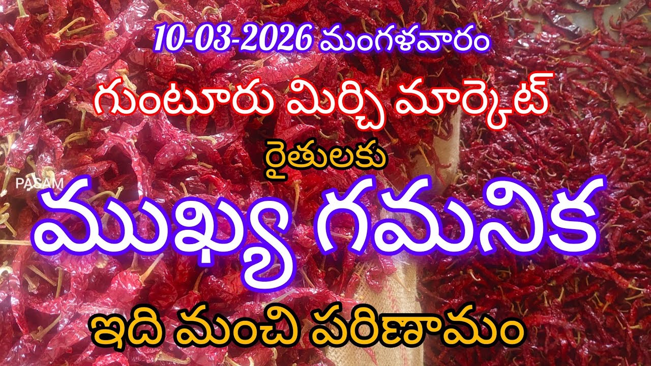 10-03-2026 మంగళవారం గుంటూరు మిర్చి మార్కెట్ రేట్లు. Today Guntur Mirchi Market Rates 