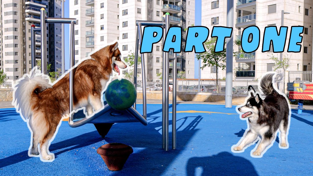 Our Huskies Just Turned One Year Old!  [Part 1]
