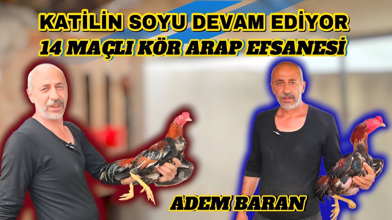 Katilin soyu ve 14 maçlı arap'ın torunları efsane hint horuzu #keşfet #shorts #hinthorozu #öneçıkar