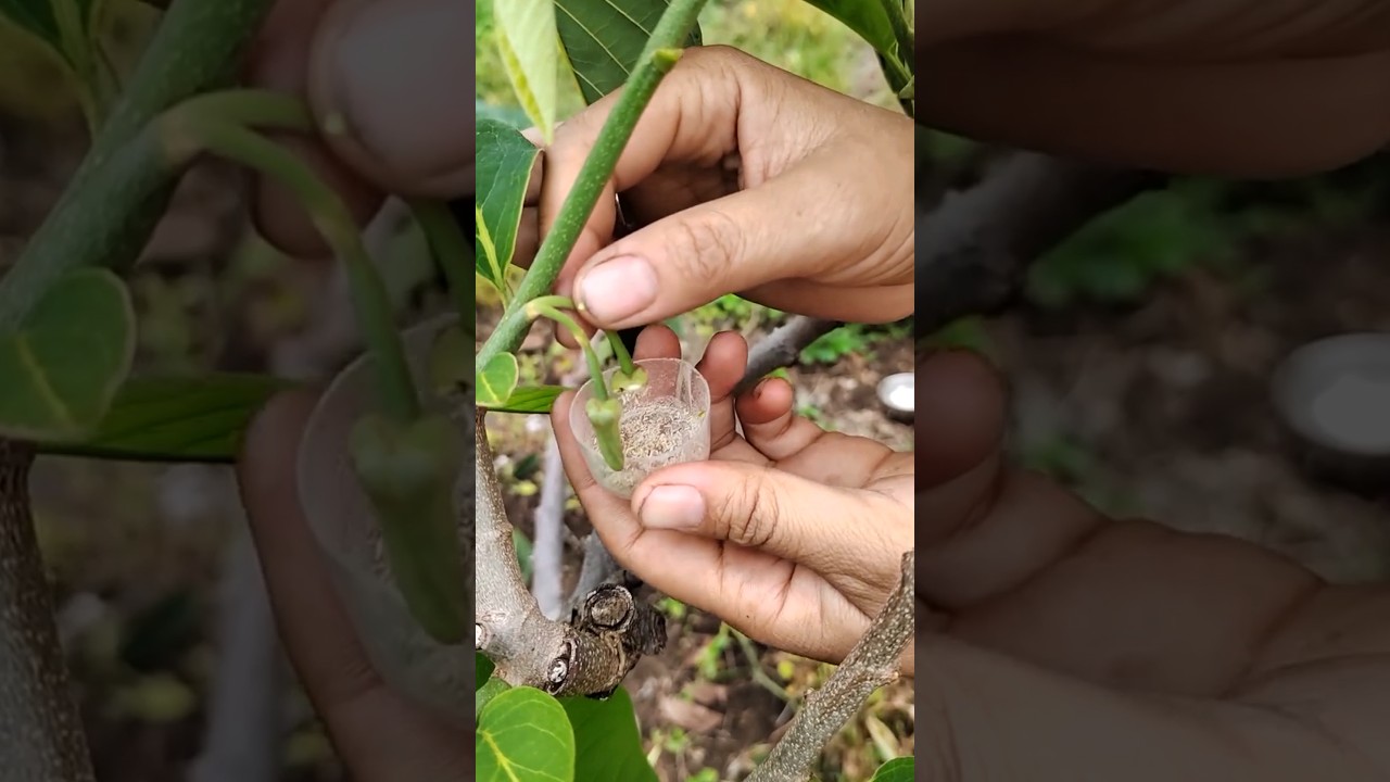 Custard Apple Pollination to Get High Yield #satisfying @RomFarm