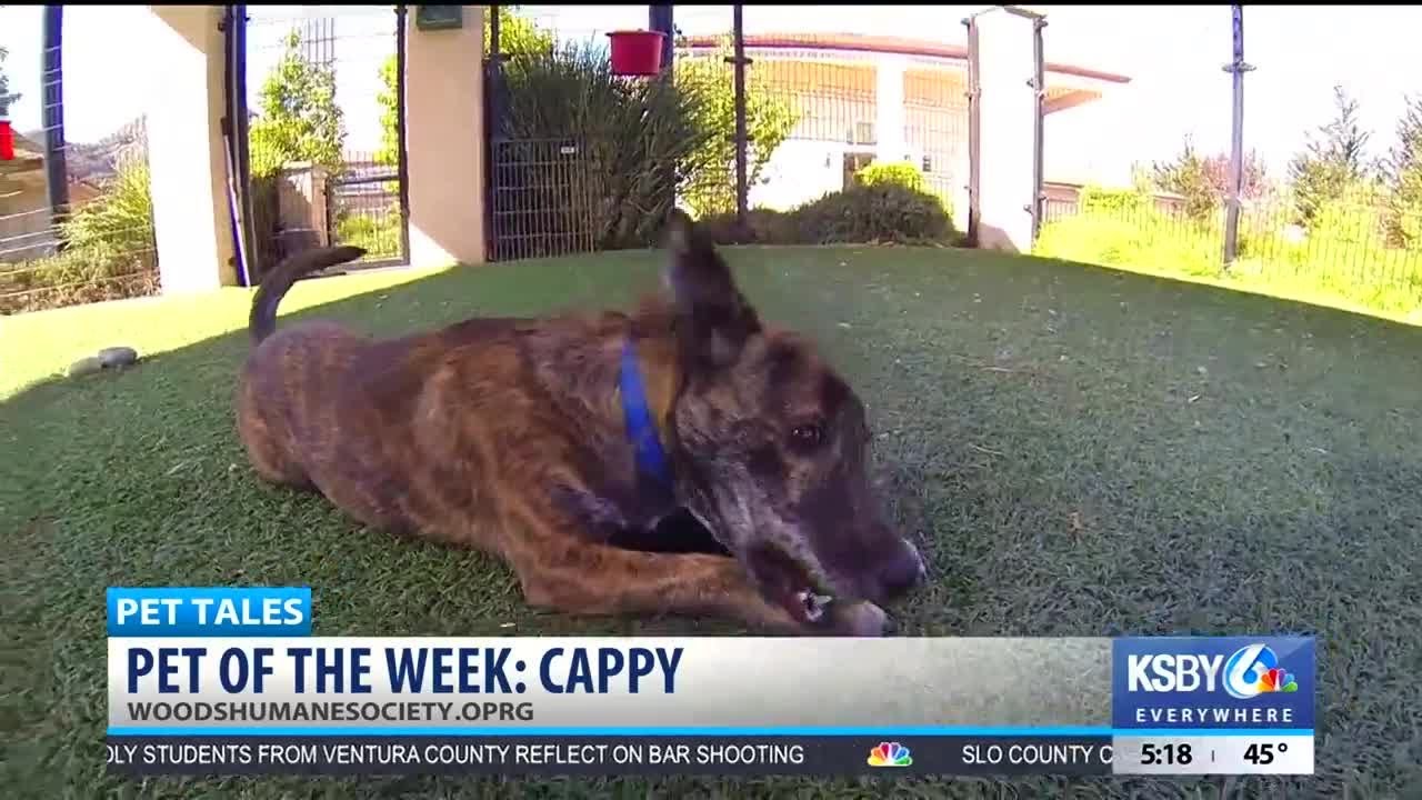 Pet Tales: Pet of the Week, Cappy