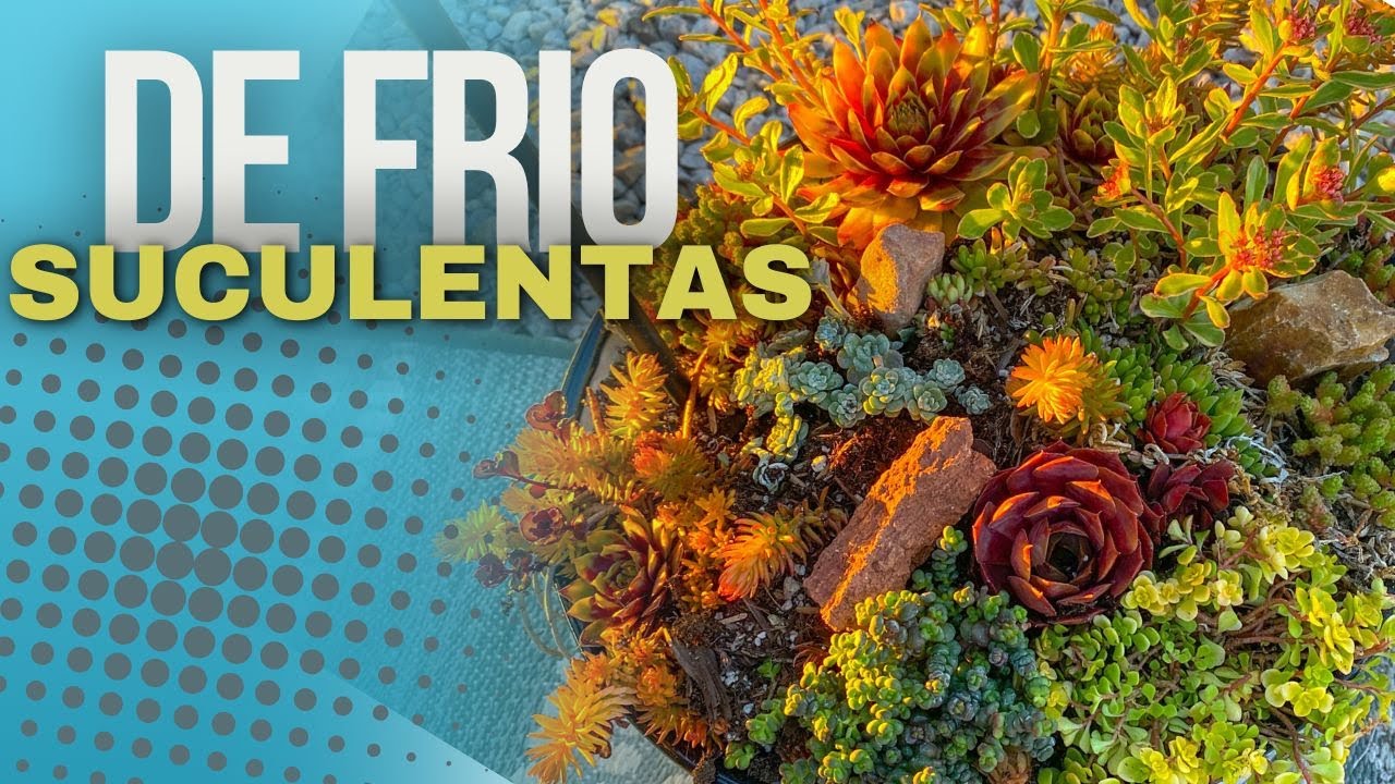 Suculentas de Frio