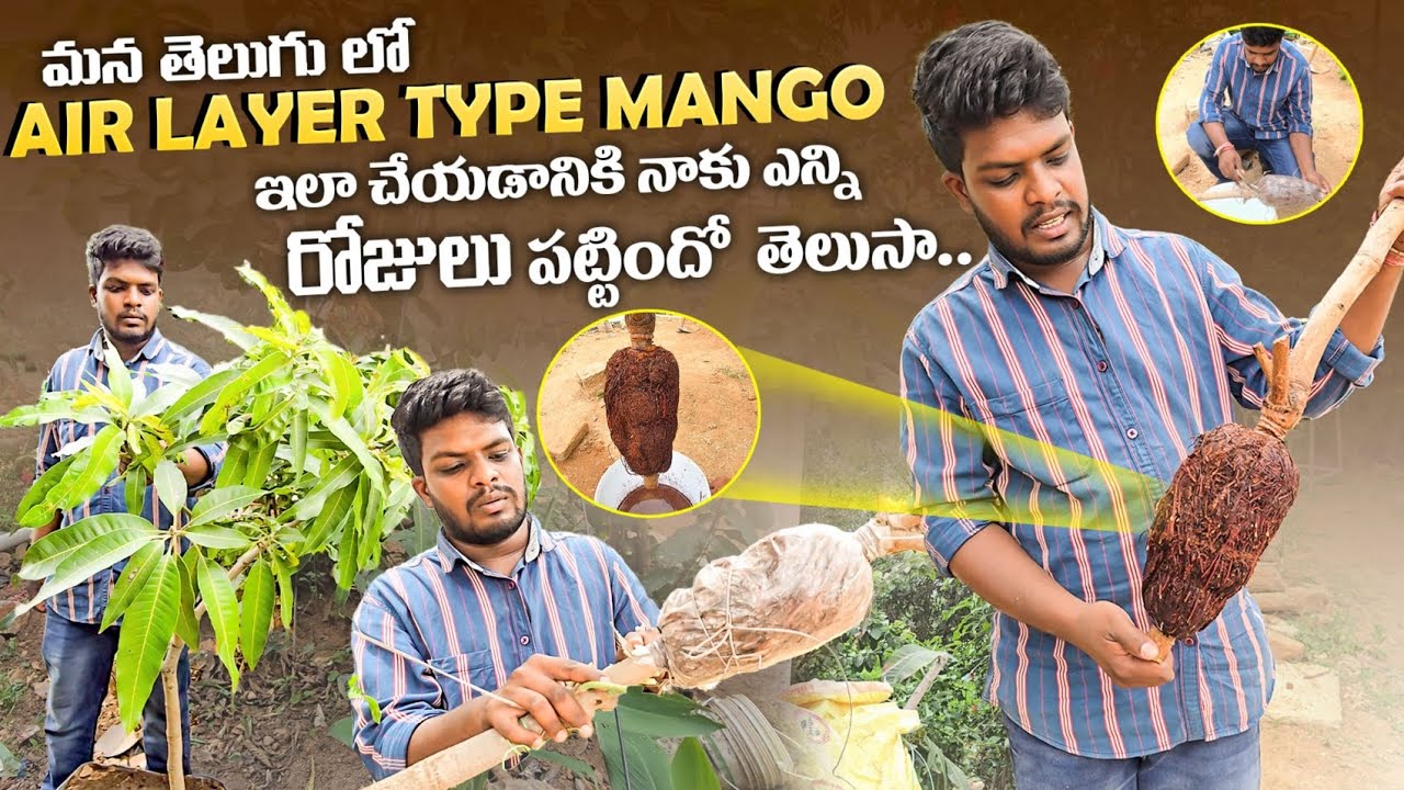 మామిడి చెట్టు కొమ్మకు వేర్లు తీయడం ఎలా Part 1 |Air layer mango tree Telugu