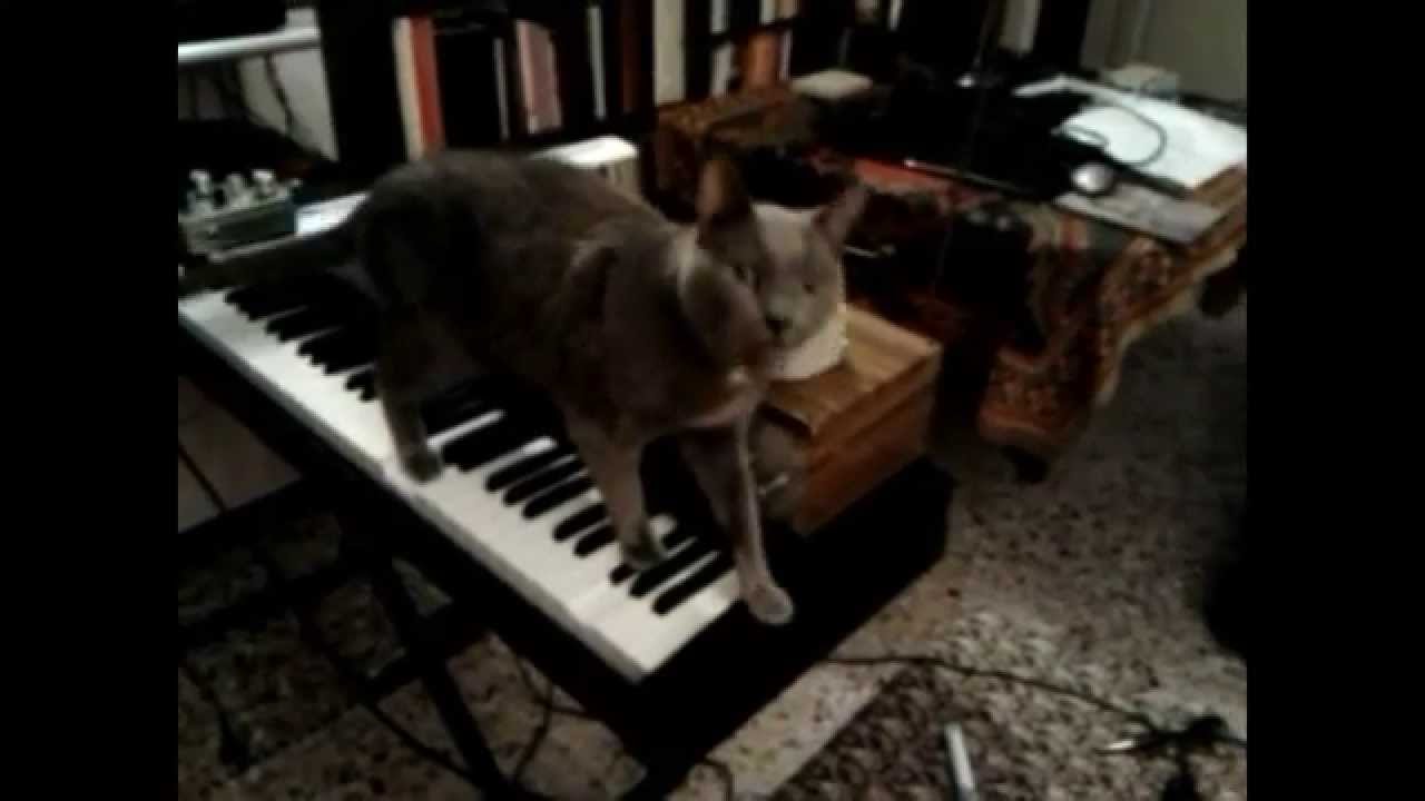 Theremin Cat