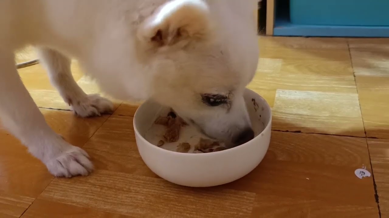 今日份的快樂，是媽媽準備的！ 狐狸犬Yuki
