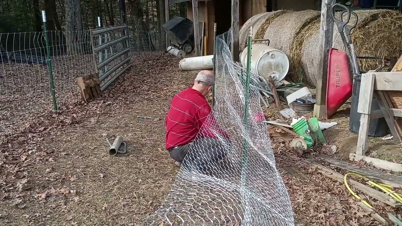 Переселение молодых курочек. Relocation of young hens.