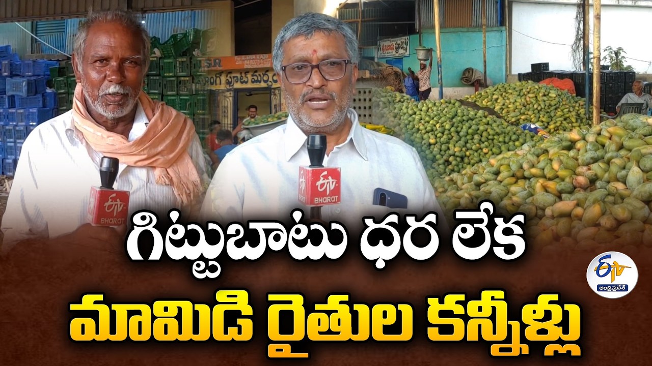 Mango Farmers in Tirupati's Railway Koduru Constituency Suffer Heavy Losses as Market Prices Crash