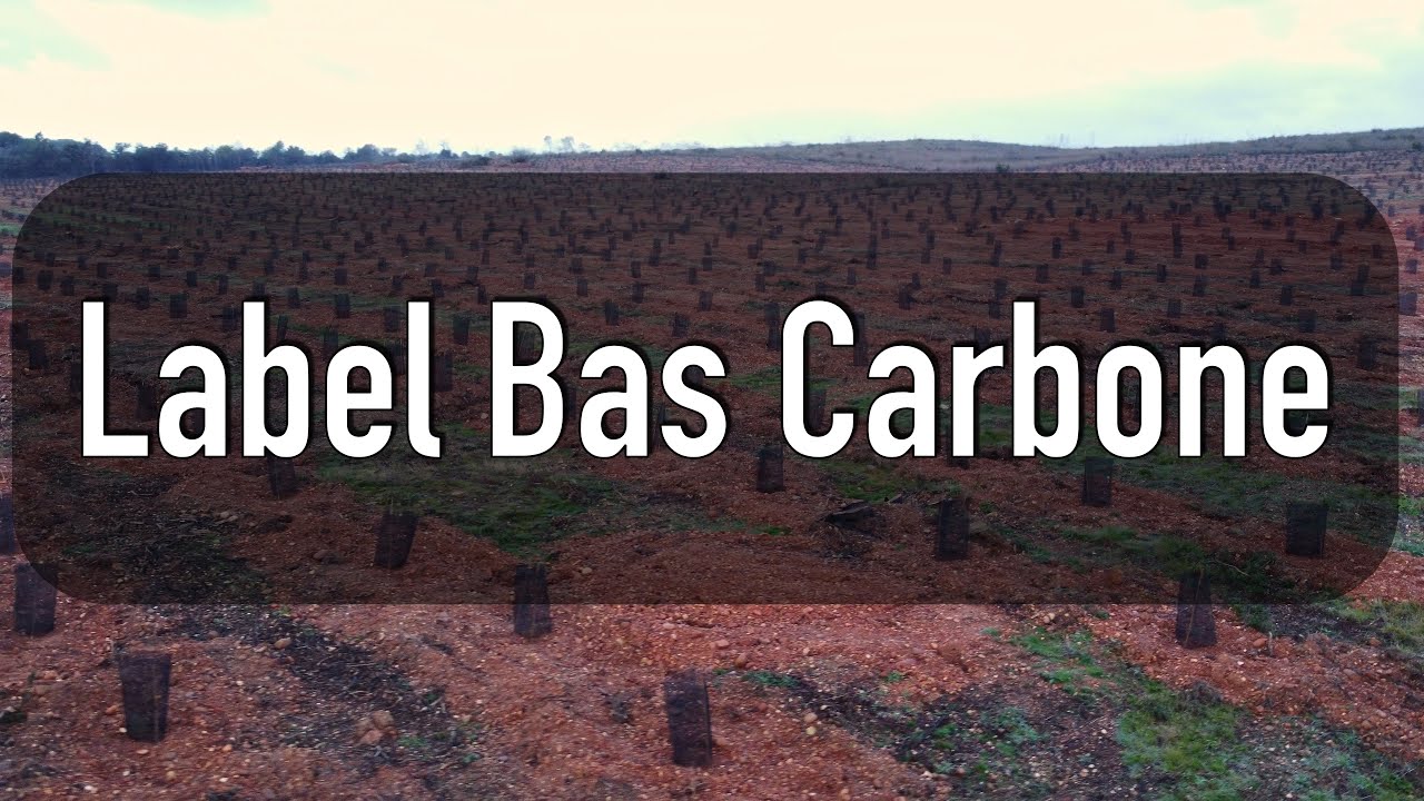 Le label bas carbone, un outil pour replanter des forêts