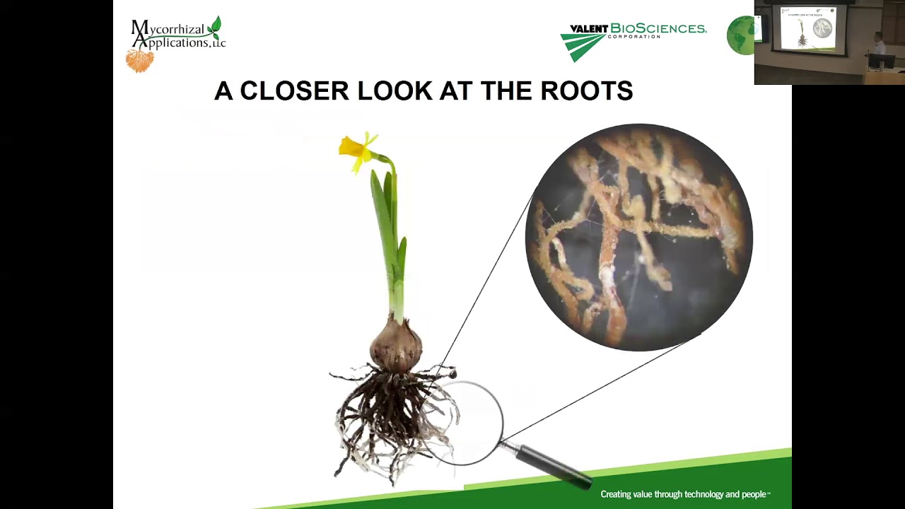 Jozsef Racsko: The use of mycorrhizal fungi in horticulture
