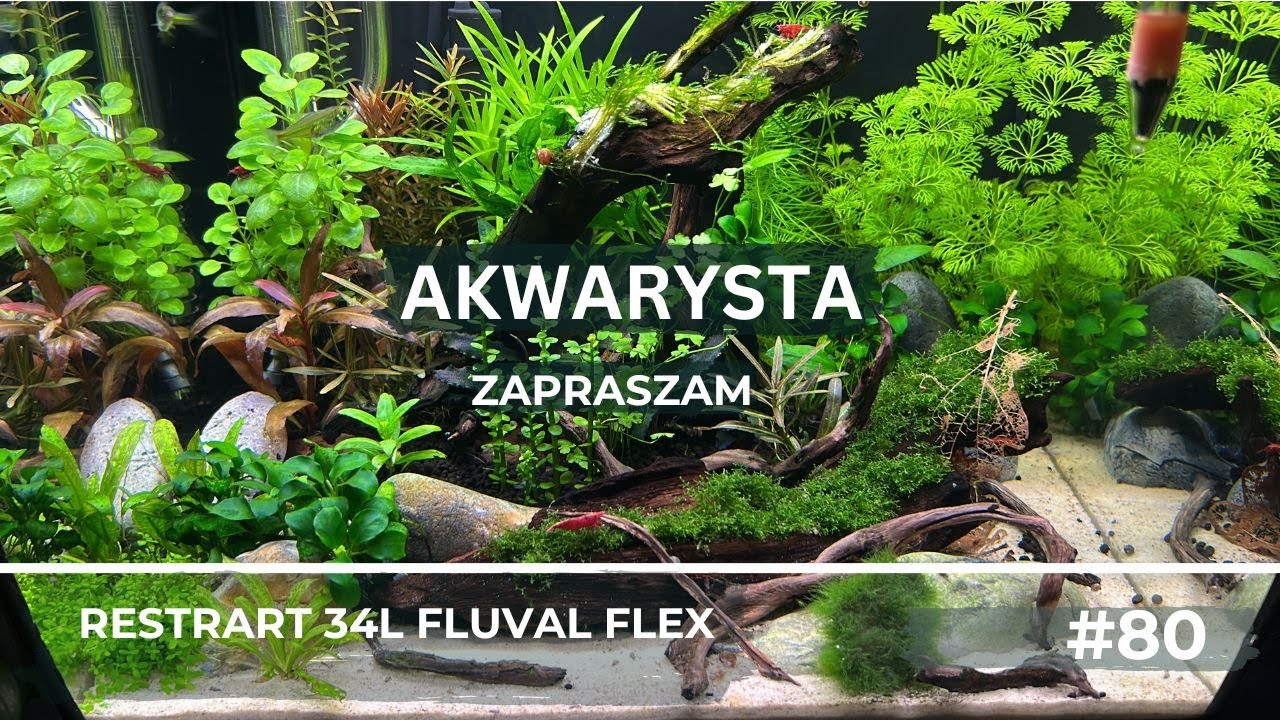Fluval flex- restart