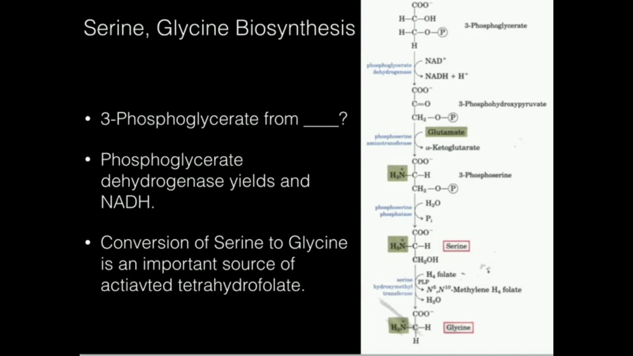 Serine, Glycine Biosynthesis