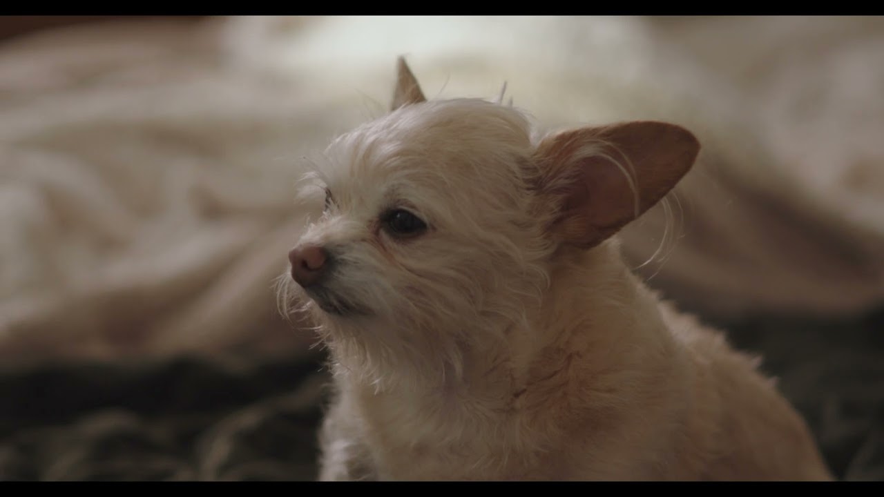 Vintage Lens Test: Canon FL & Canon Super Canomatic lenses on Sony FX30