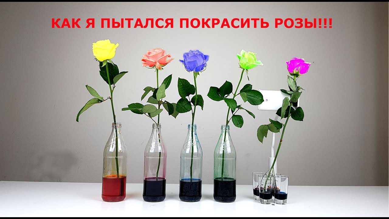 !!!КАК Я ПЫТАЛСЯ ПОКРАСИТЬ РОЗЫ!!!