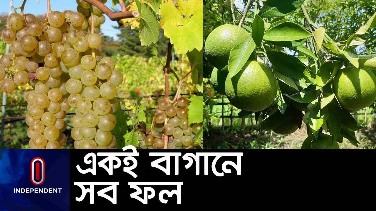 আলোড়ন সৃষ্টি করেছেন শেরপুরের হযরত আলী || #Sherpur Mixed Fruit Cultivation
