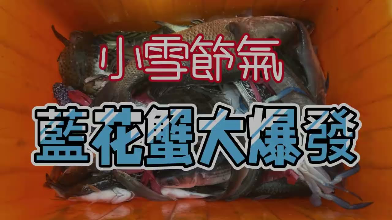 小雪節氣到了，好天氣了，阿忠出門收網，沒想到藍花蟹大爆發，真的是發財了