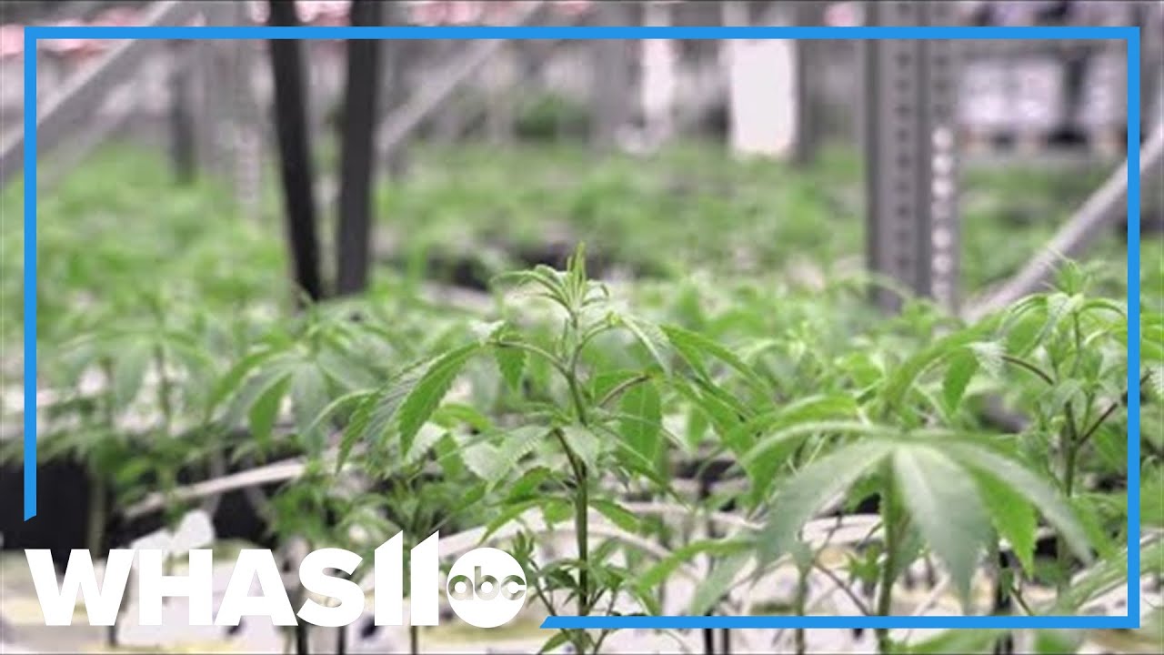 Kentucky generates millions in medical marijuana dispensary applicants