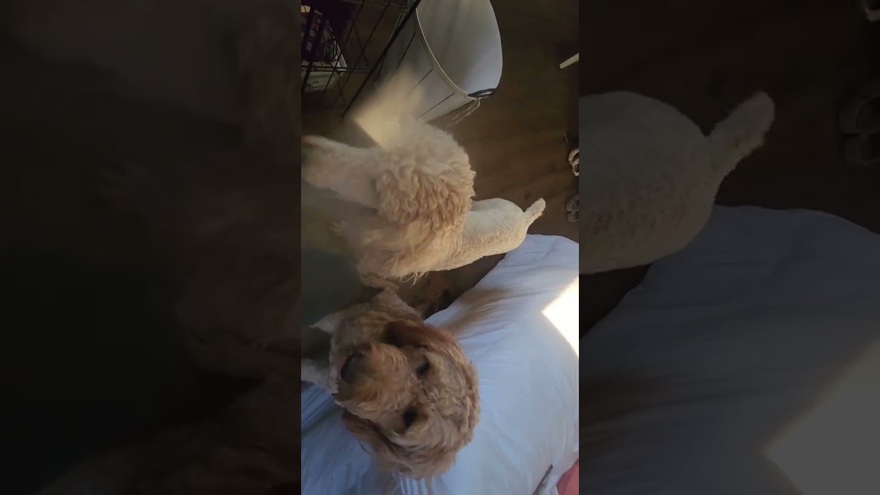 Pups Lose Favorite Ball Under Bed@MillieandMaxDogs
