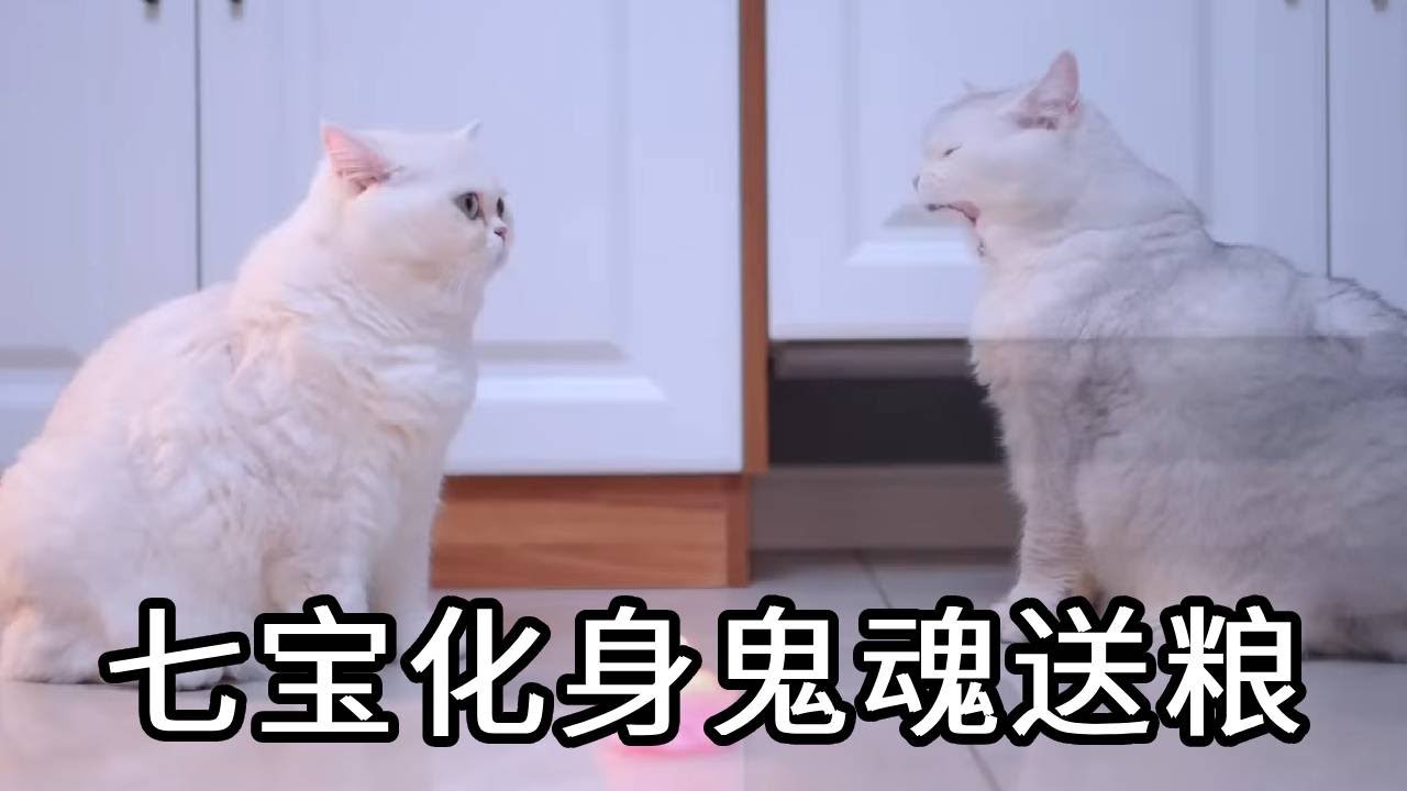 七宝的守护太戳心！化身鬼魂也要给小圆子送食物，这份牵挂让阴阳两隔都不是距离！【七宝小圆子】