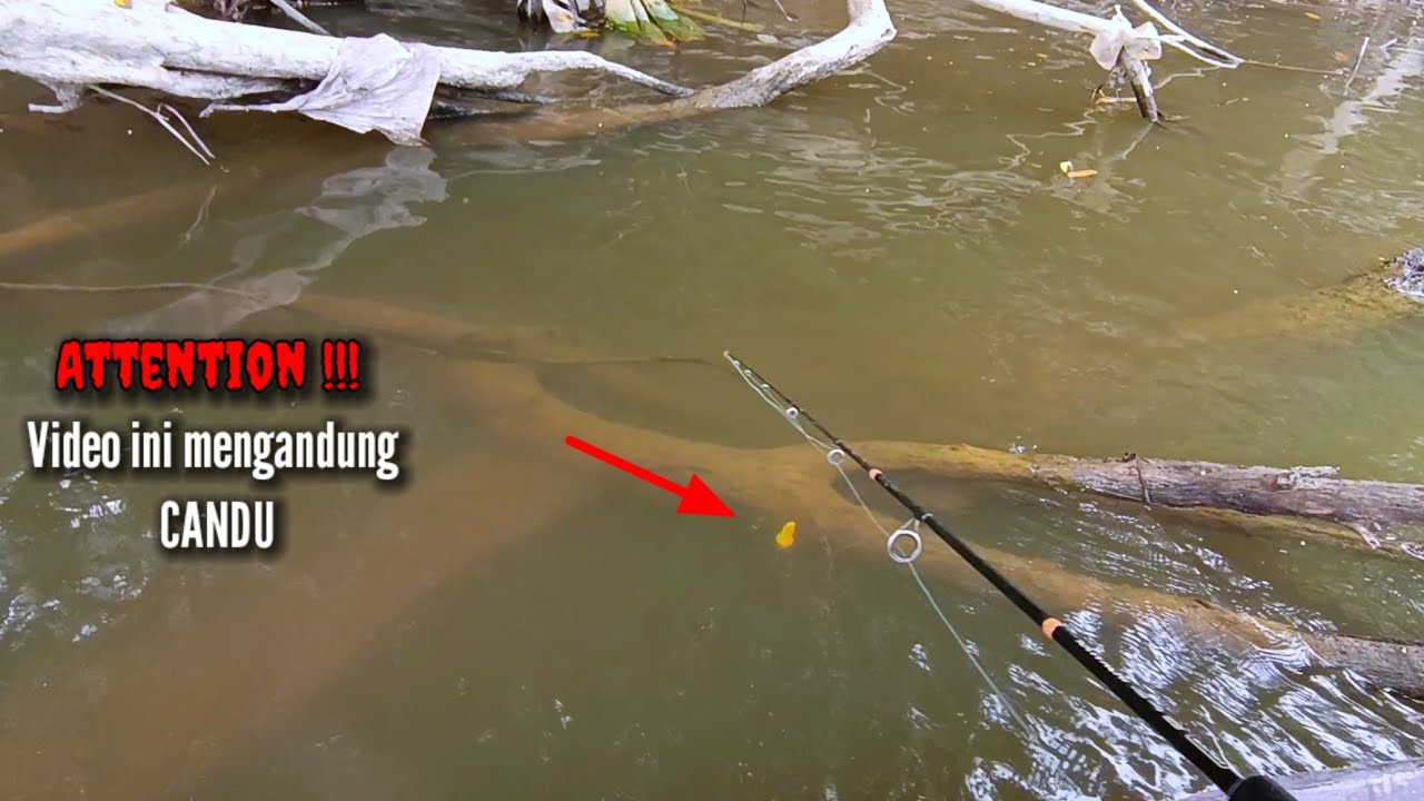 Memancing ikan gurame liar,  joran sampai patah karena babon gurame/kalui