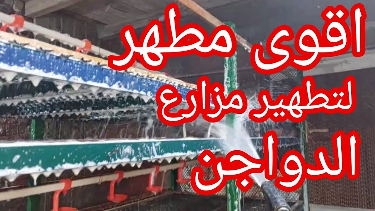 اقوى مطهر لتطهير مزارع الدواجن #تربية الدواجن #البطاريات